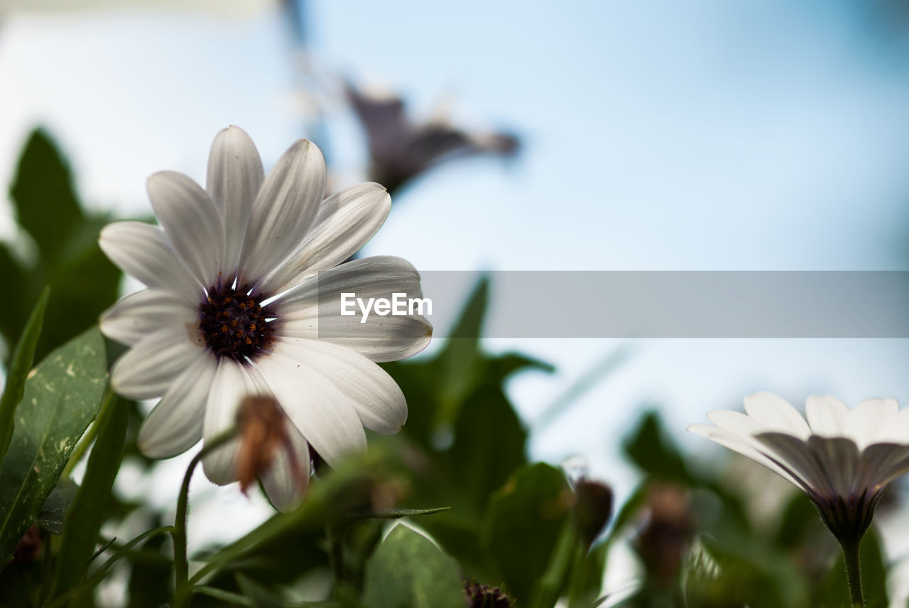 Close-up of white flowers blooming outdoors