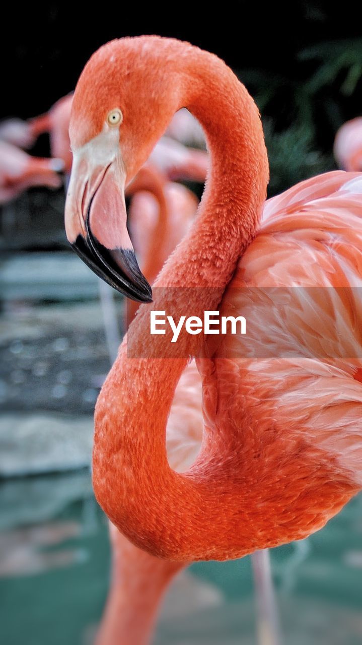 Close-up of flamingo in lake