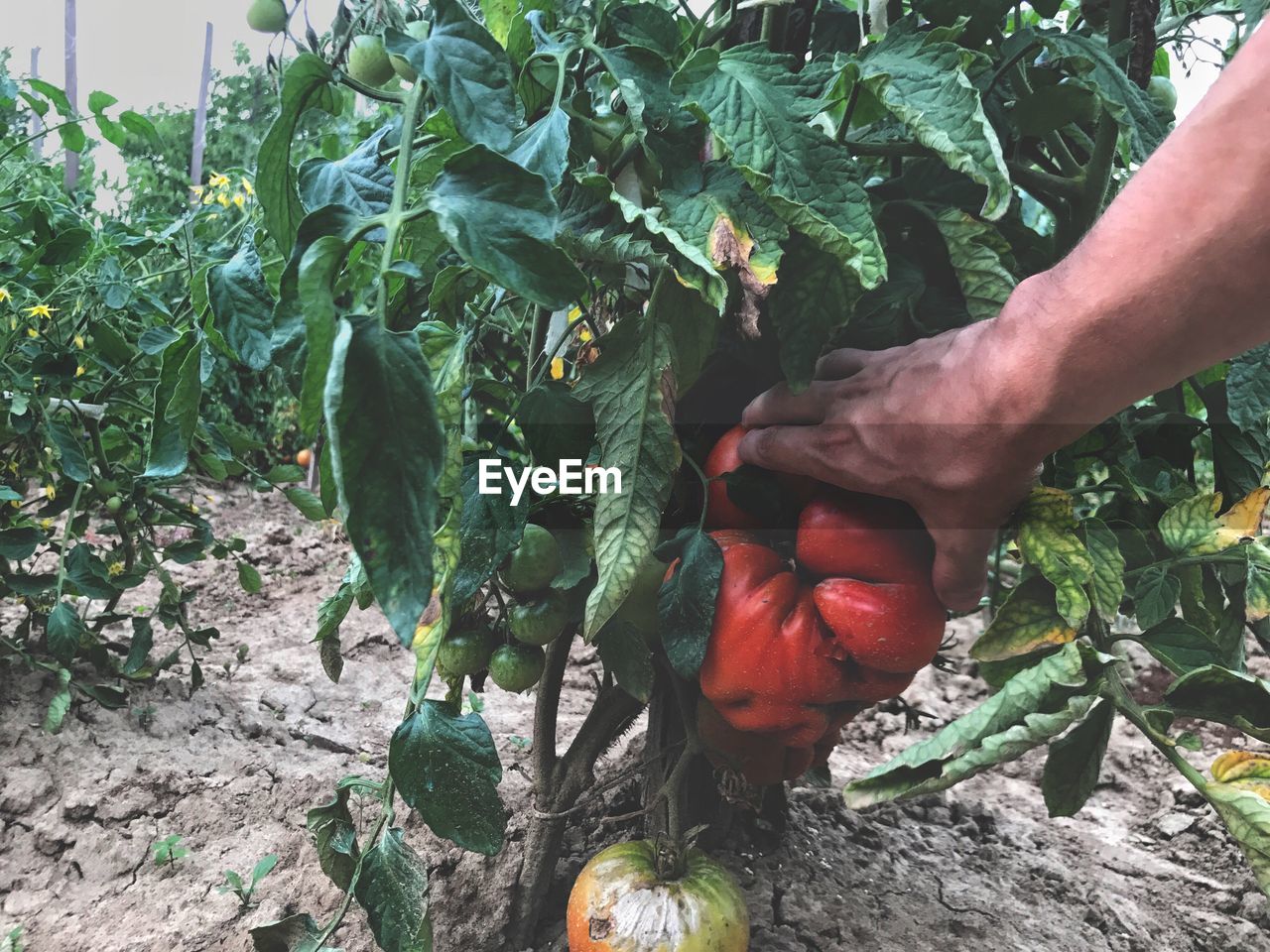 Cropped hand of farmer holding large tomato at farm