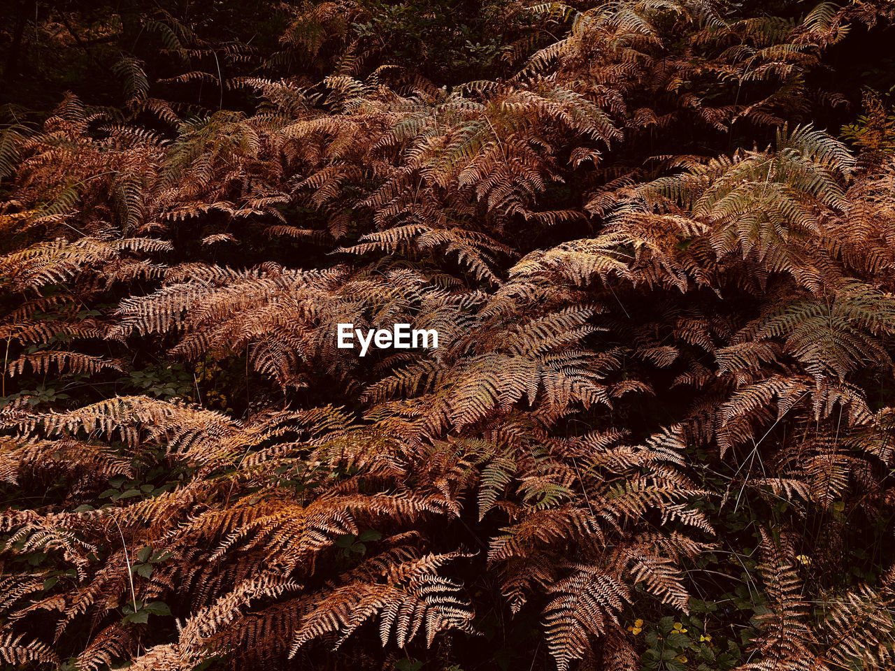 Full frame shot of leaves