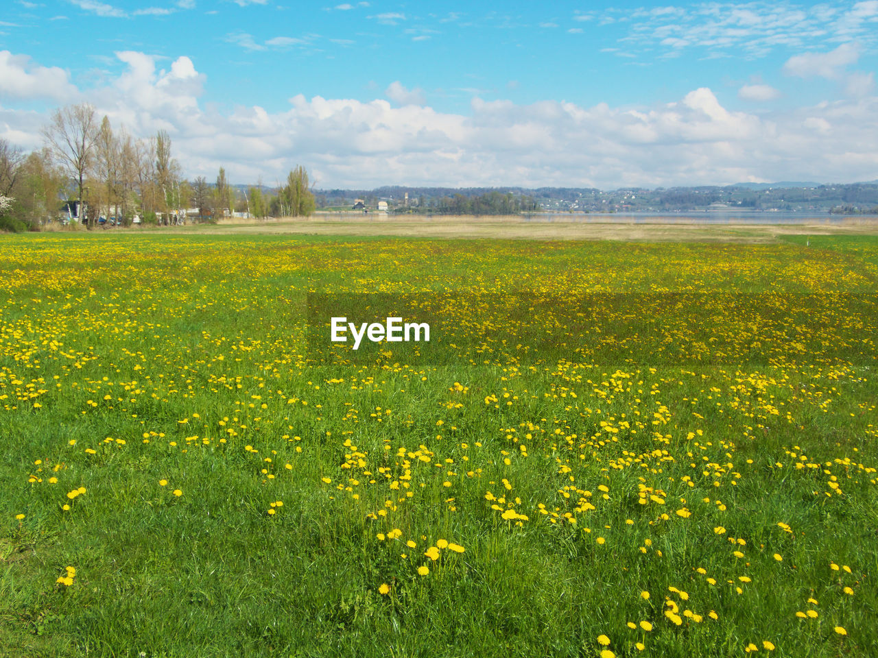 SCENIC VIEW OF YELLOW FLOWERING PLANTS ON FIELD