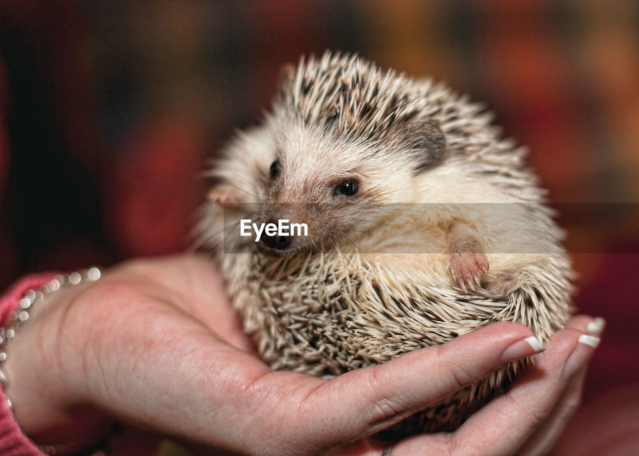 Close-up of hand holding hedgehog