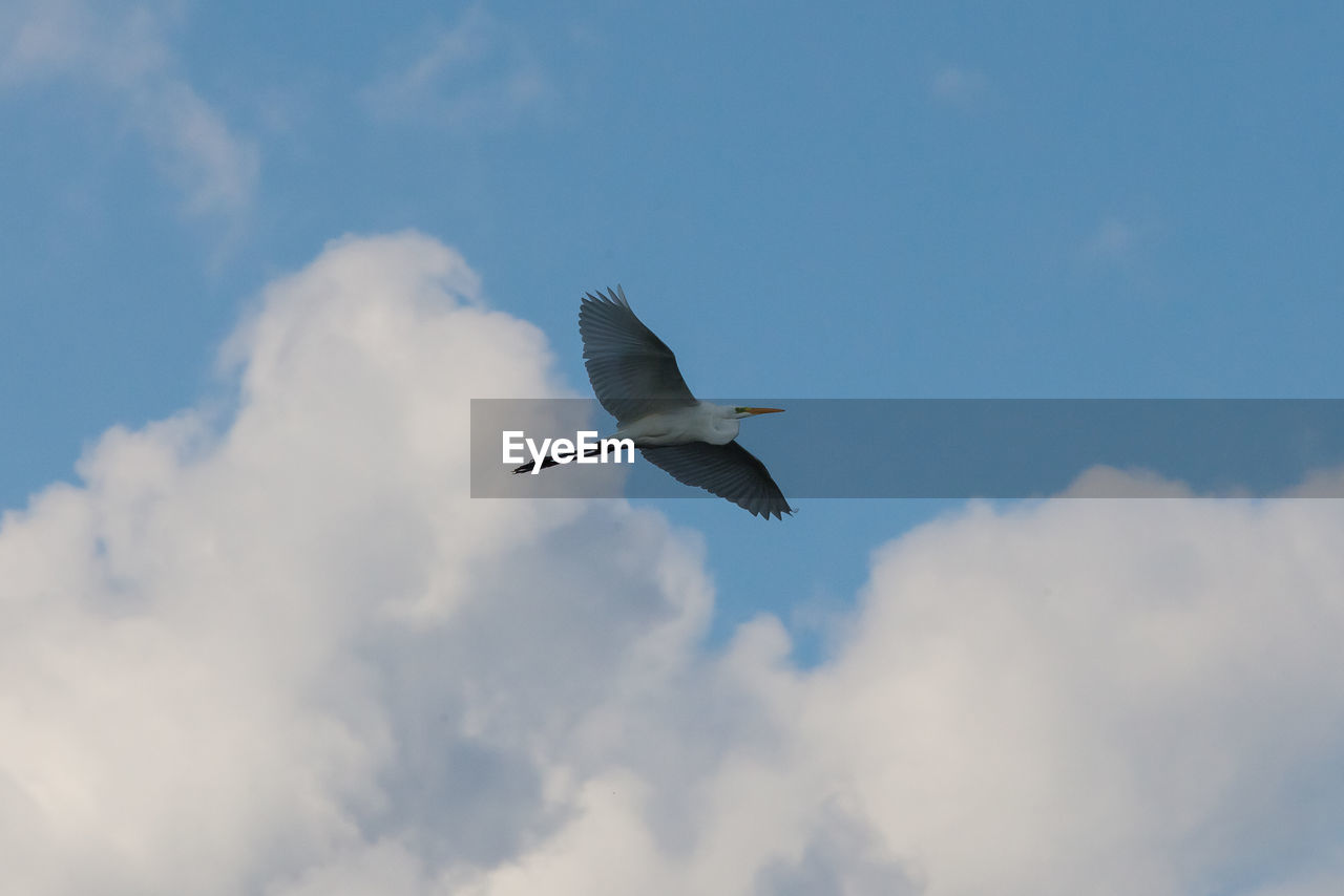 LOW ANGLE VIEW OF BIRD IN SKY