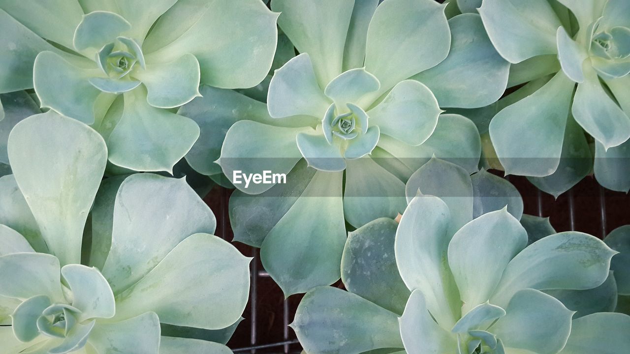 Close-up of succulent plants