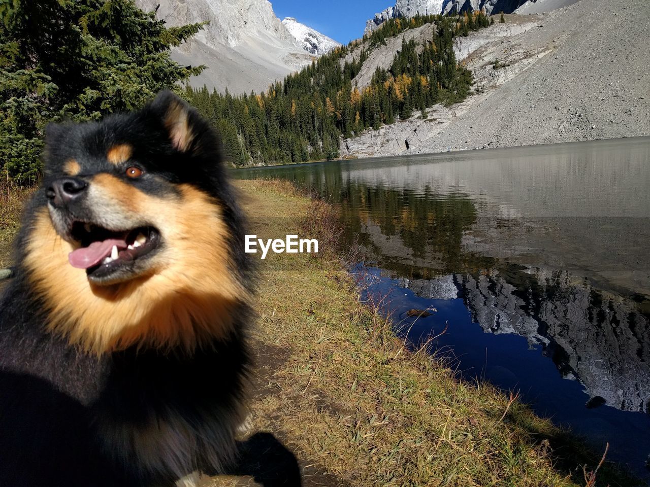 DOG ON LAKE AGAINST MOUNTAIN