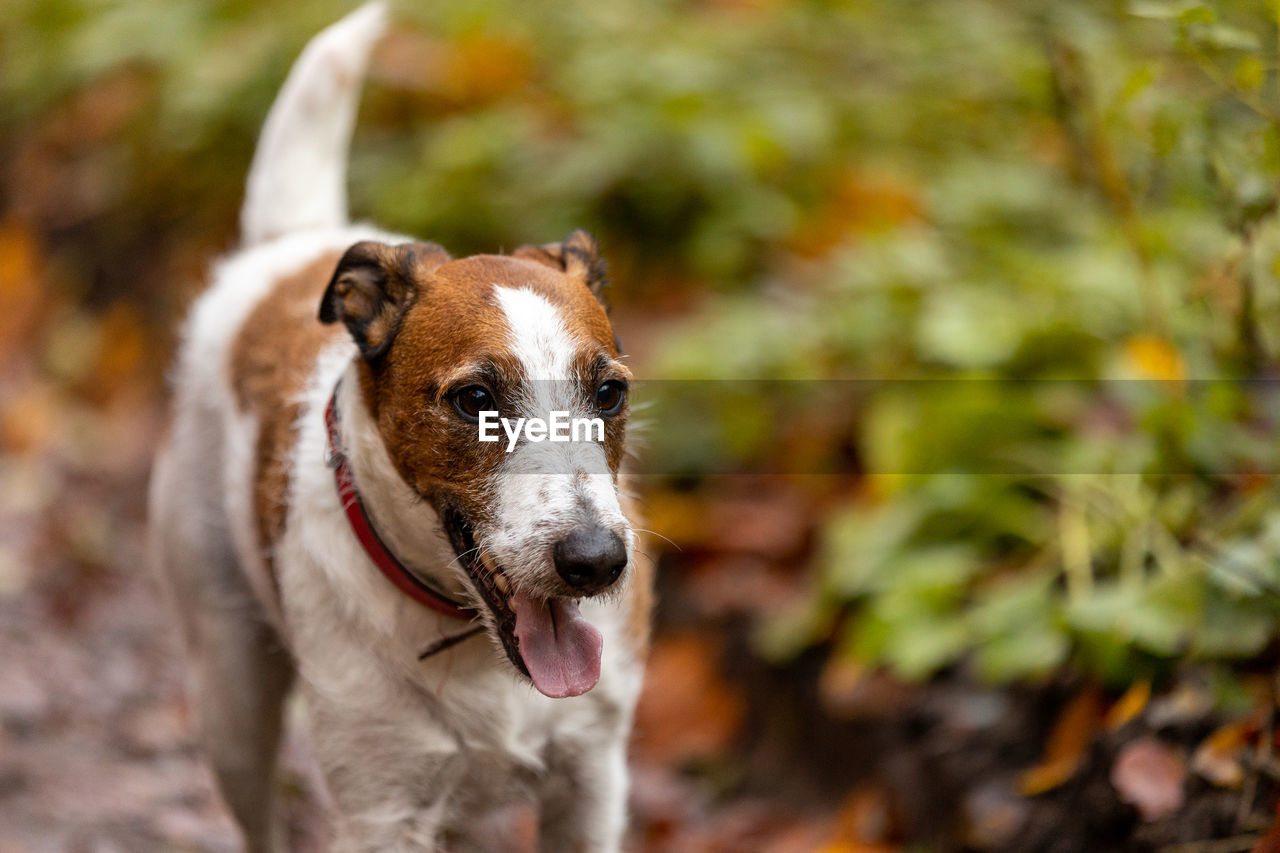 one animal, animal themes, dog, animal, mammal, canine, pet, domestic animals, sticking out tongue, portrait, no people, facial expression, focus on foreground, nature, animal body part, day, autumn, outdoors, looking, looking at camera, collar, pet collar, leaf, panting, plant part