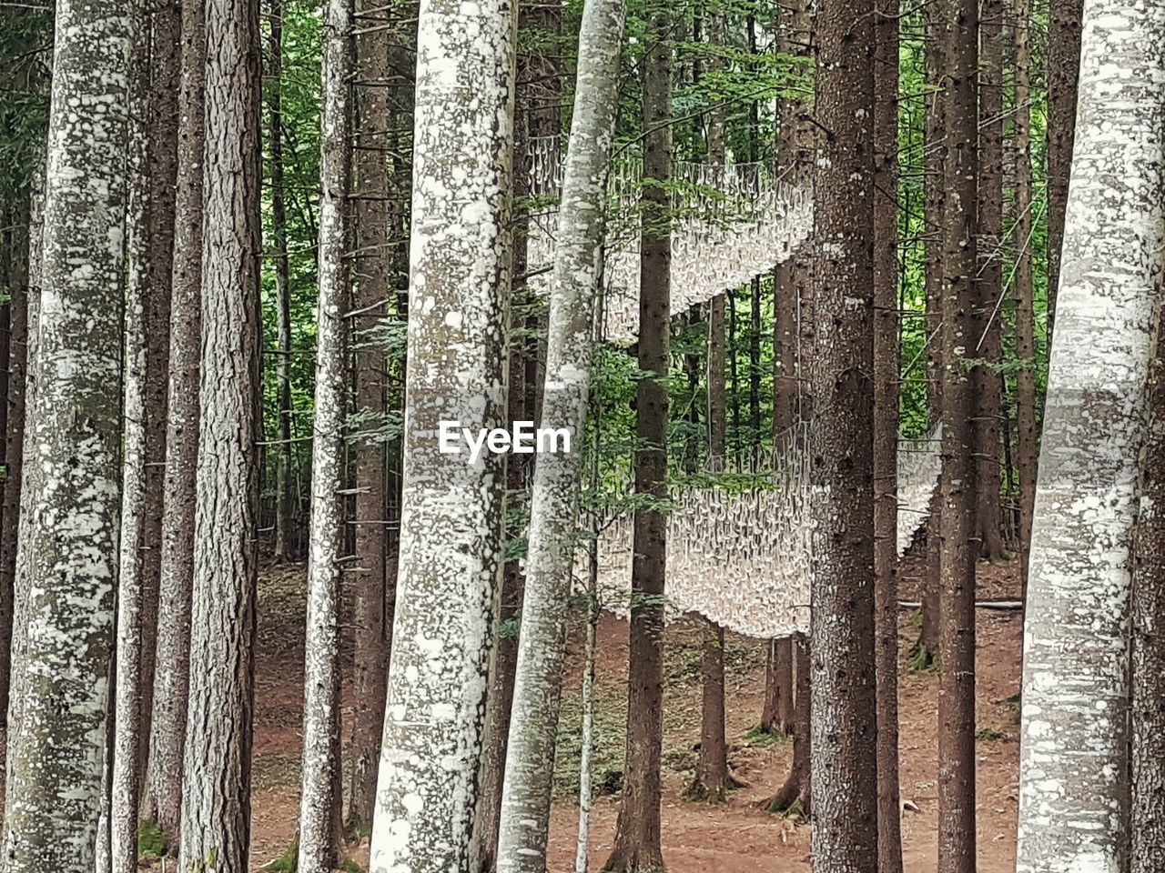 PANORAMIC VIEW OF PINE TREE IN FOREST