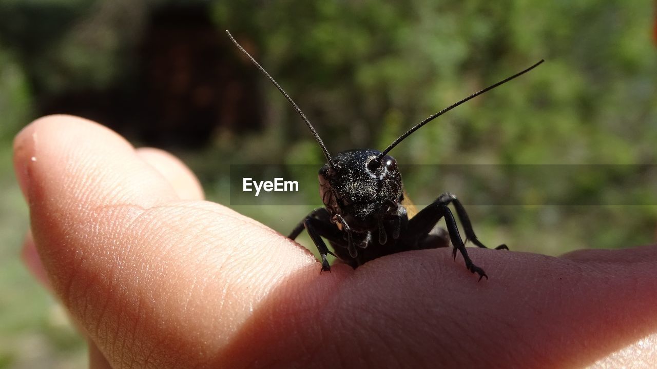 Close-up of insect on hand