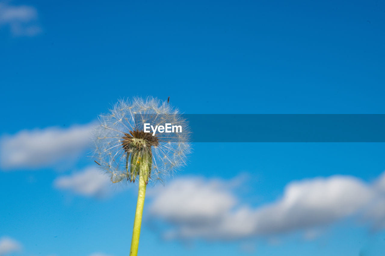 Close-up of dandelion against blue sky