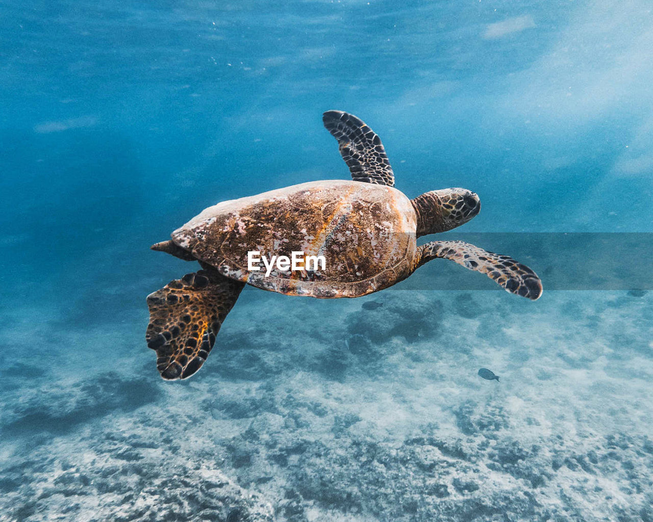 View of turtle swimming in sea