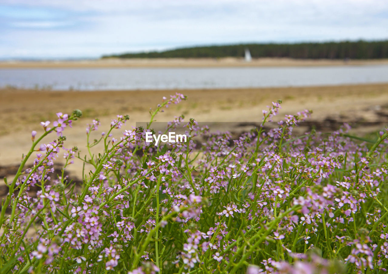 View of flowering plants on land against sky