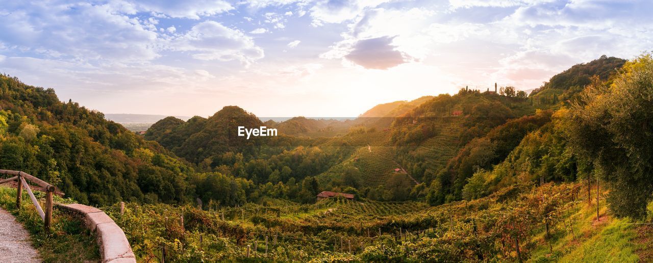 Landscape of prosecco vineyards near collagu on the valdobbiadene conegliano hills at sunset.