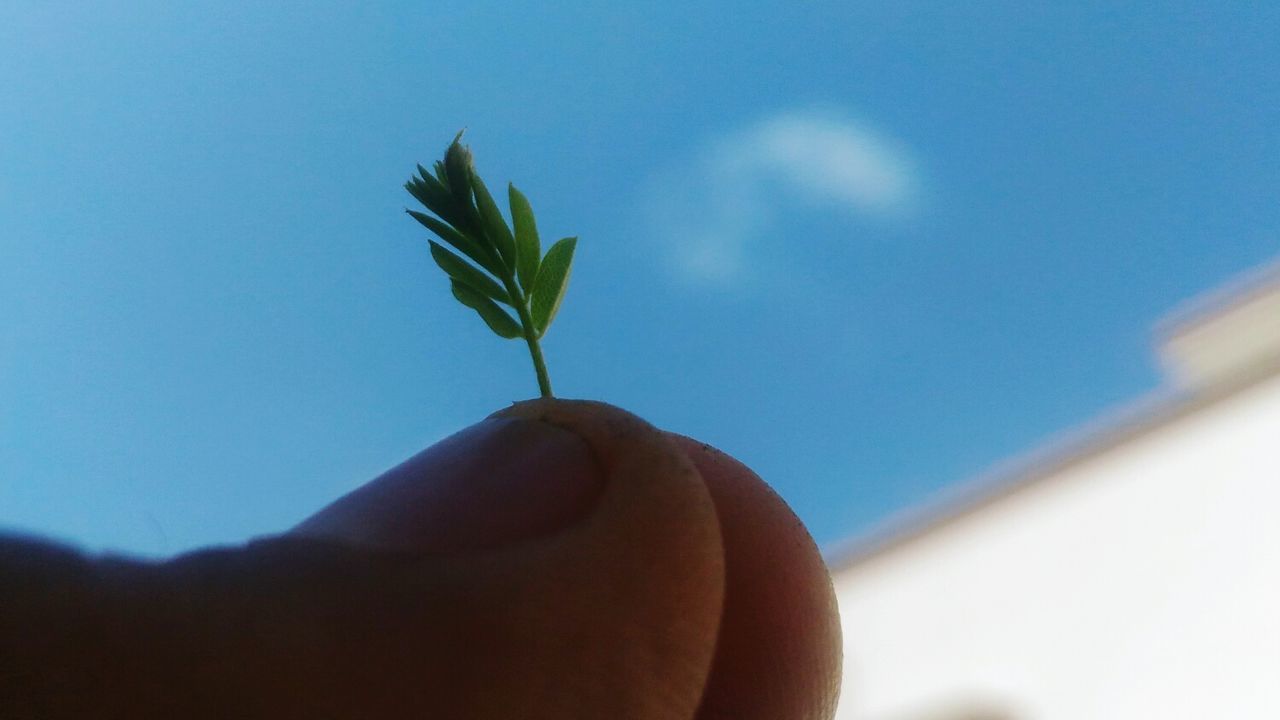 CLOSE-UP OF HAND HOLDING PLANT AGAINST BLUE SKY
