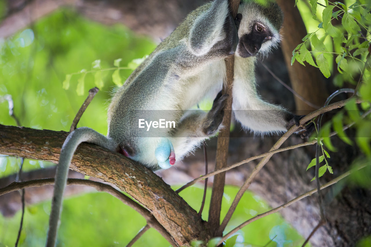 LOW ANGLE VIEW OF MONKEY ON BRANCH