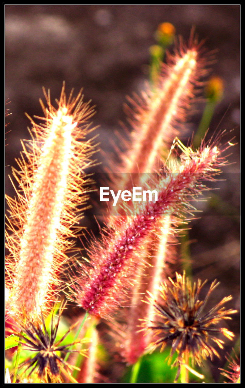 CLOSE-UP OF THISTLE PLANT