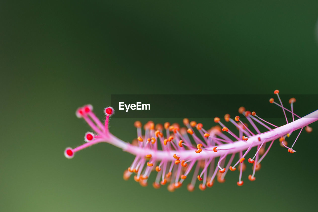 Close-up of pink flower 