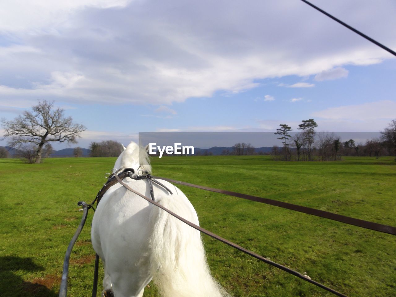 Rear view of white horse on grassy field against sky
