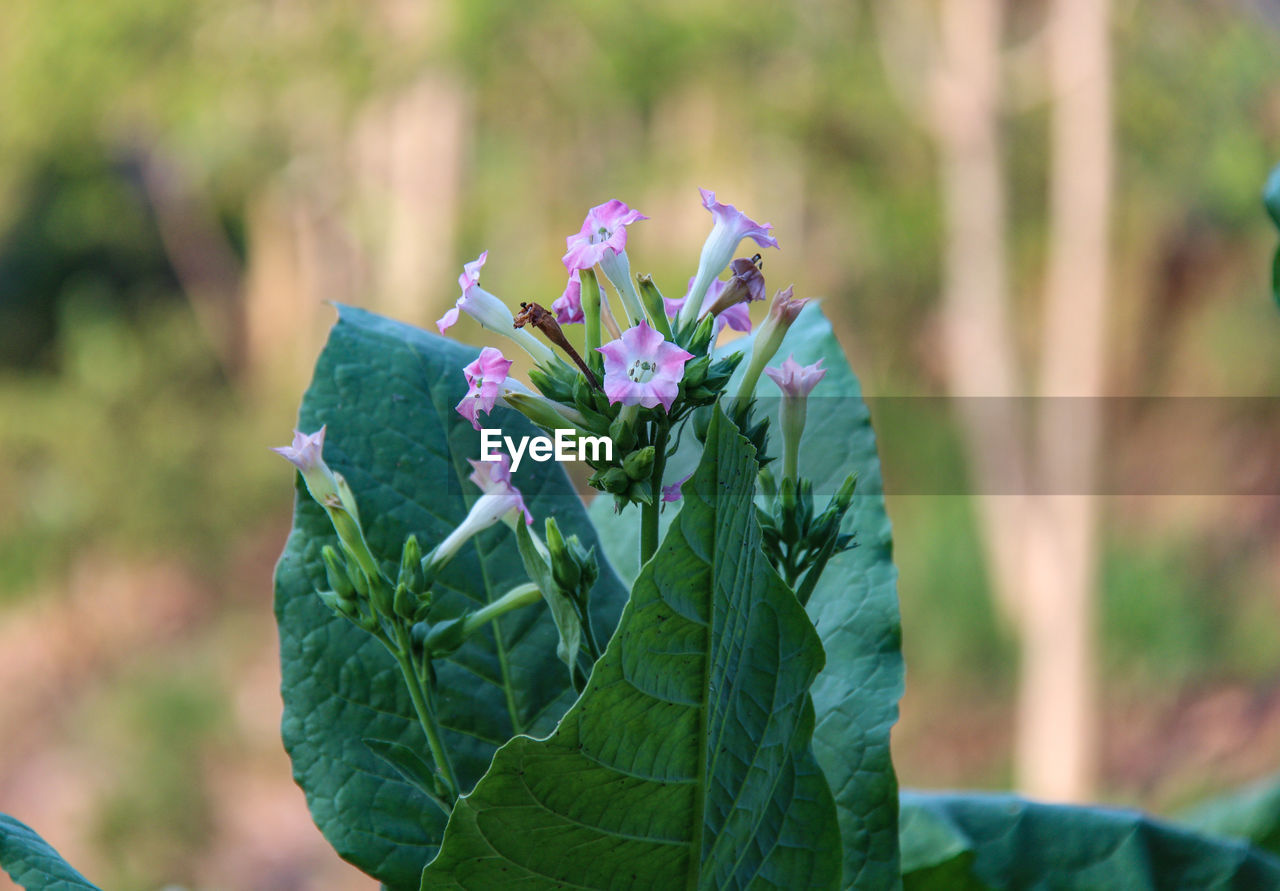 CLOSE-UP OF FLOWERING PLANT AGAINST PURPLE WALL