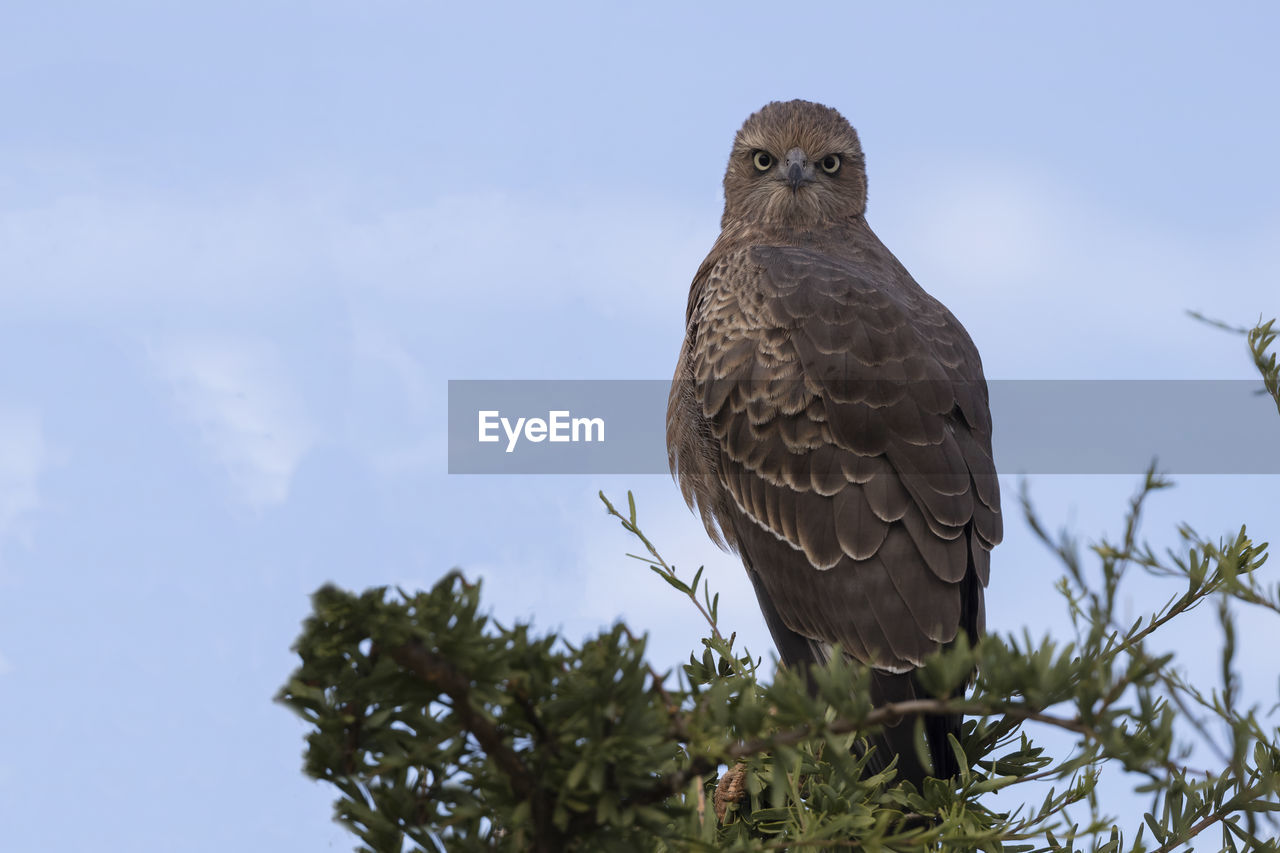 Low angle view of juvenile pale chanting goshawk perching on tree