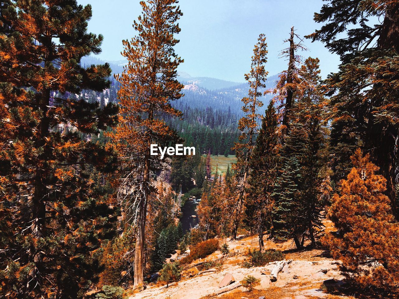 Pine trees in forest during winter