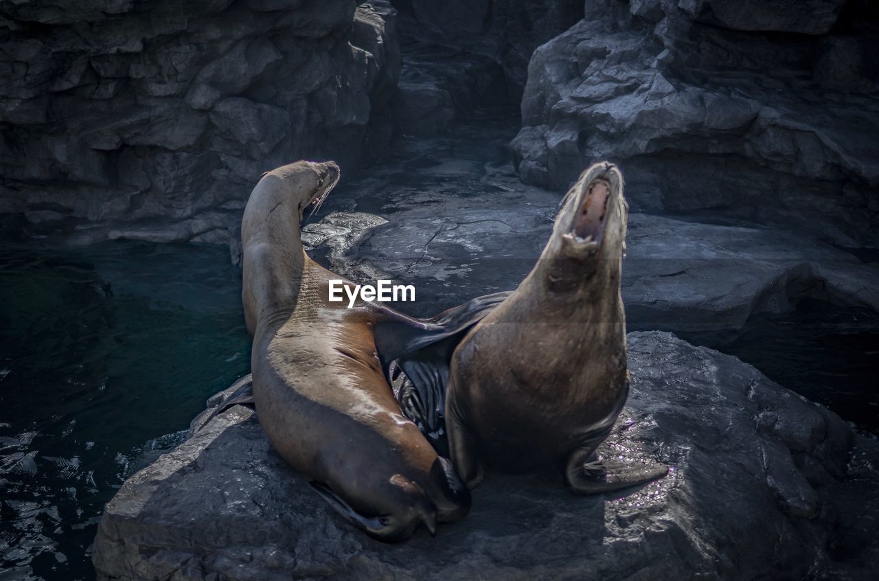 HIGH ANGLE VIEW OF SEA LION ON ROCK BY WATER