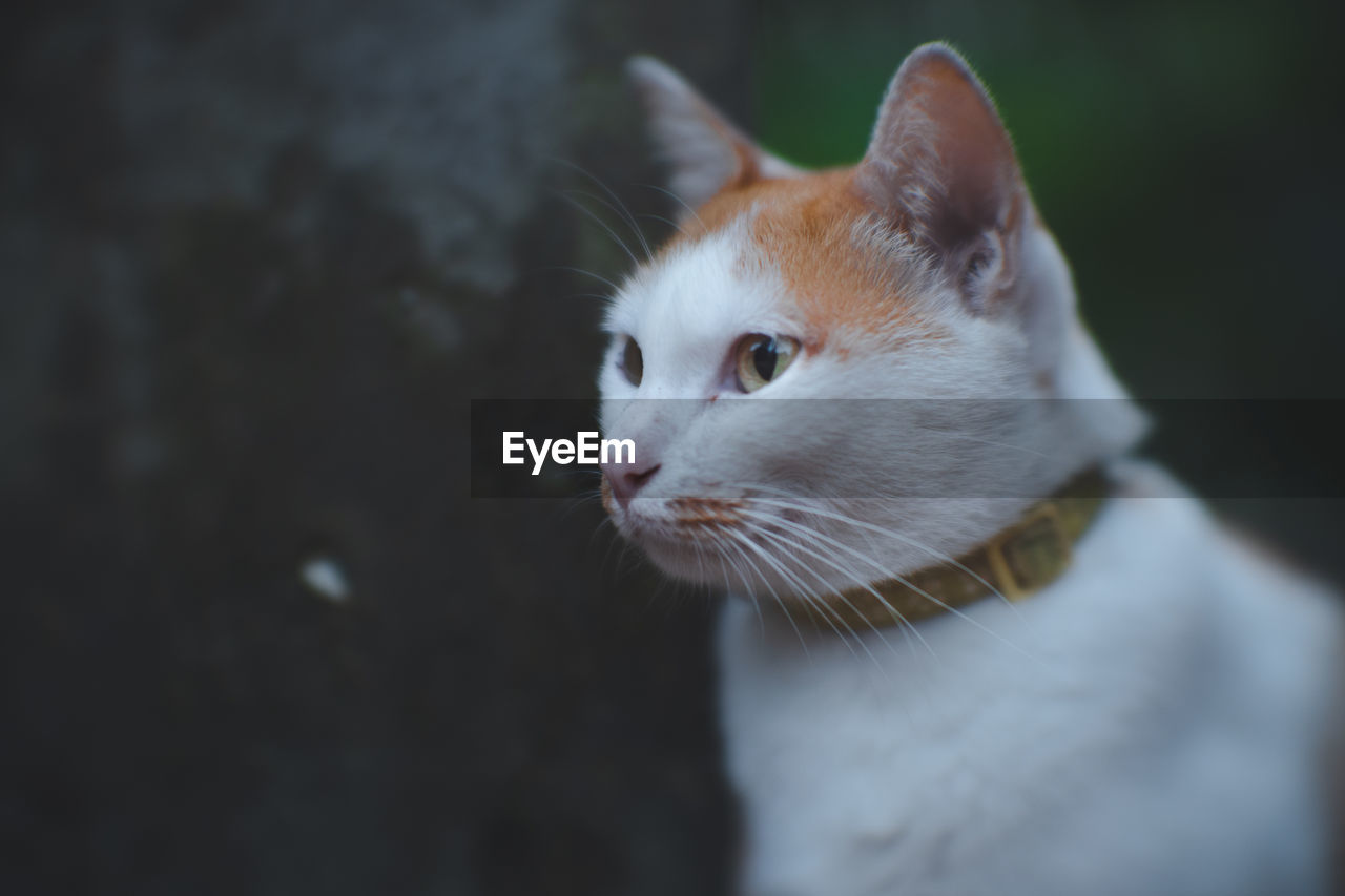 CLOSE-UP OF WHITE CAT