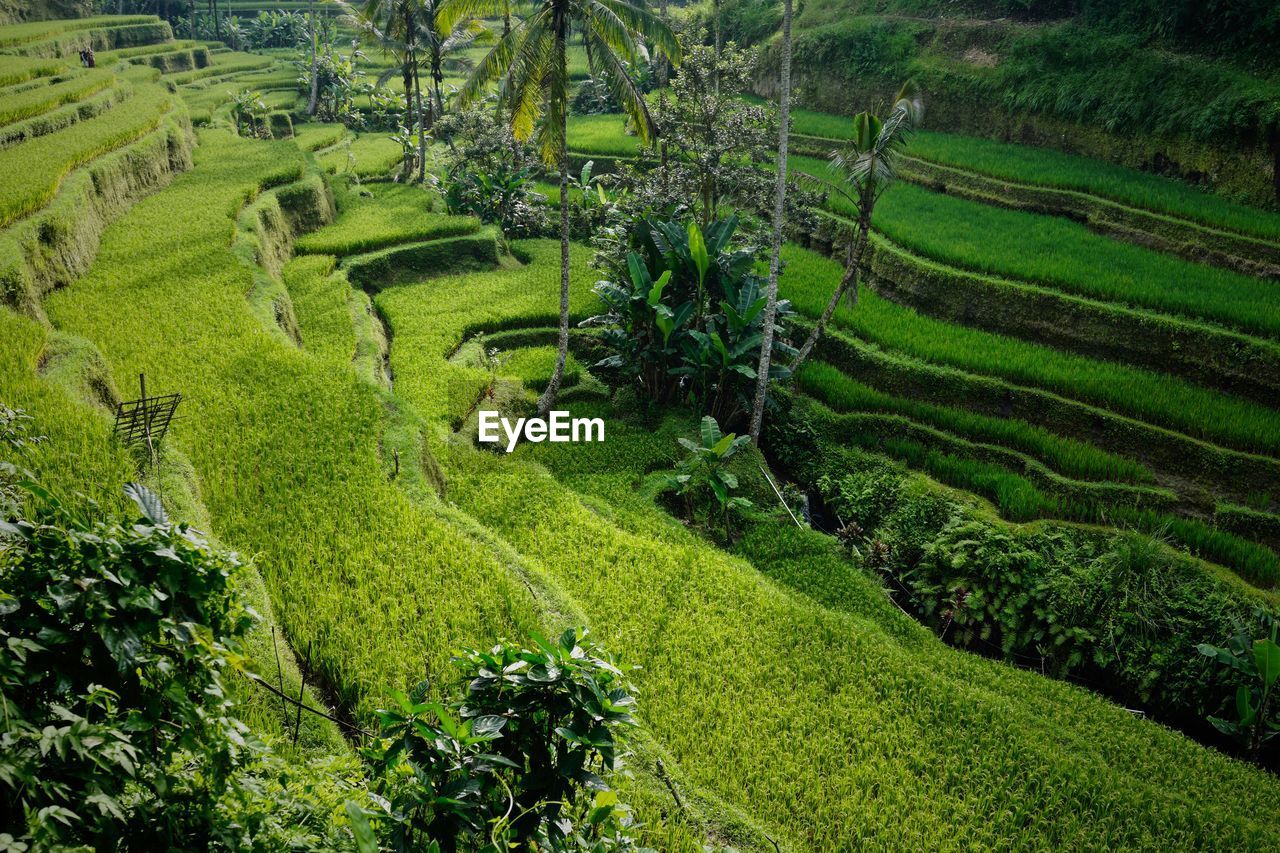 SCENIC VIEW OF FARM