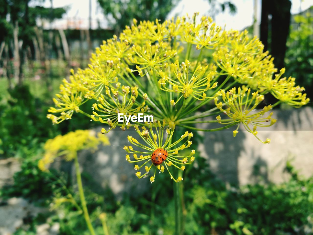 Ladybug, dill, dill flower, animal, garden, day, insect.