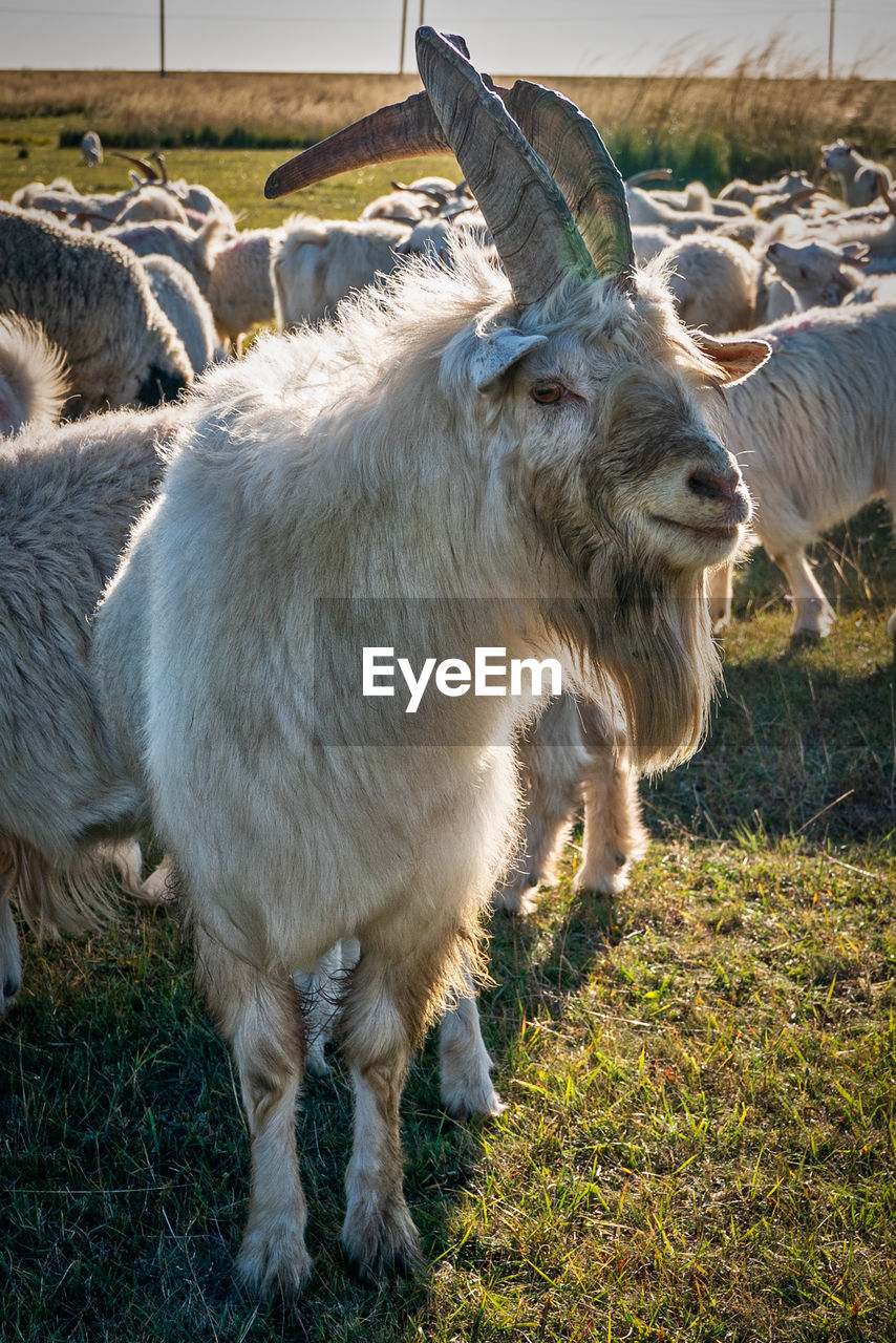 Goats standing in a field