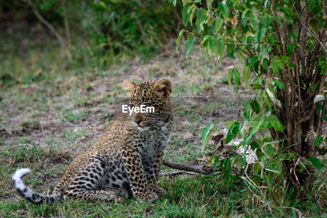 Young leopard relaxing on grassy field