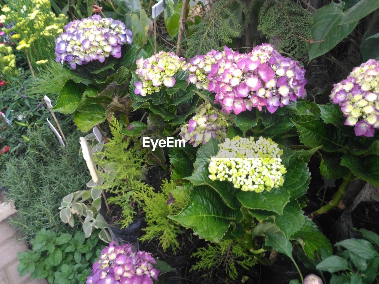 HIGH ANGLE VIEW OF FLOWERS BLOOMING IN PARK