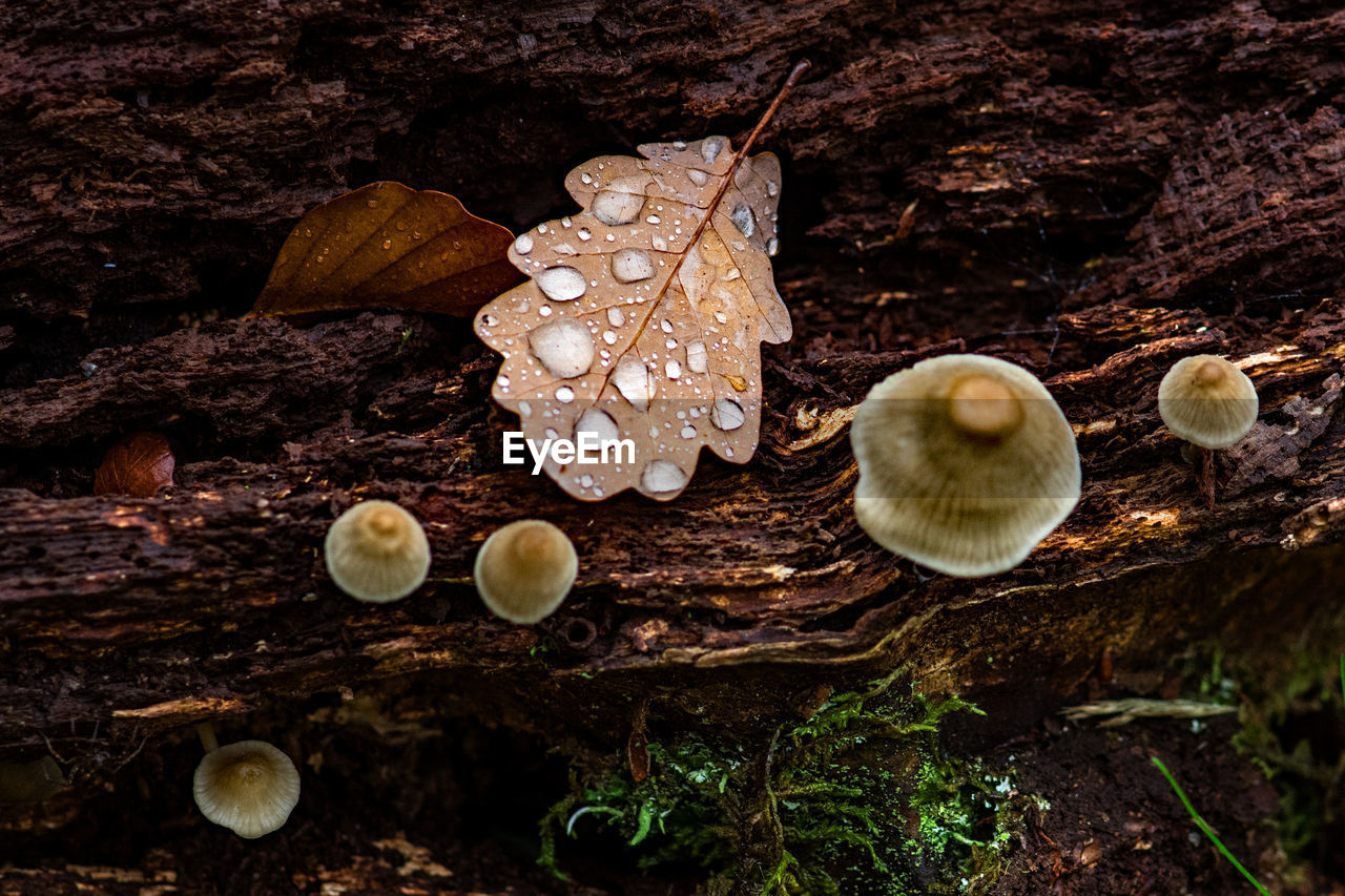 CLOSE-UP OF MUSHROOMS ON WOOD