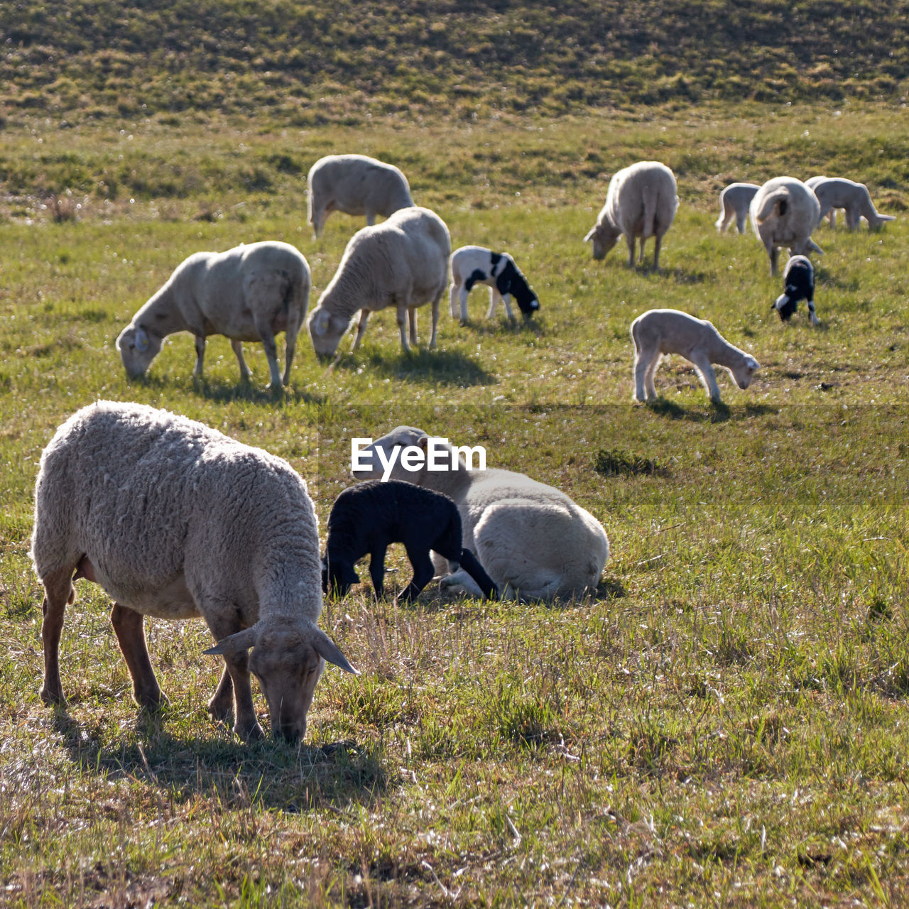 Many black and white sheep with their young lambs lie or stand spread out on a lush green meadow