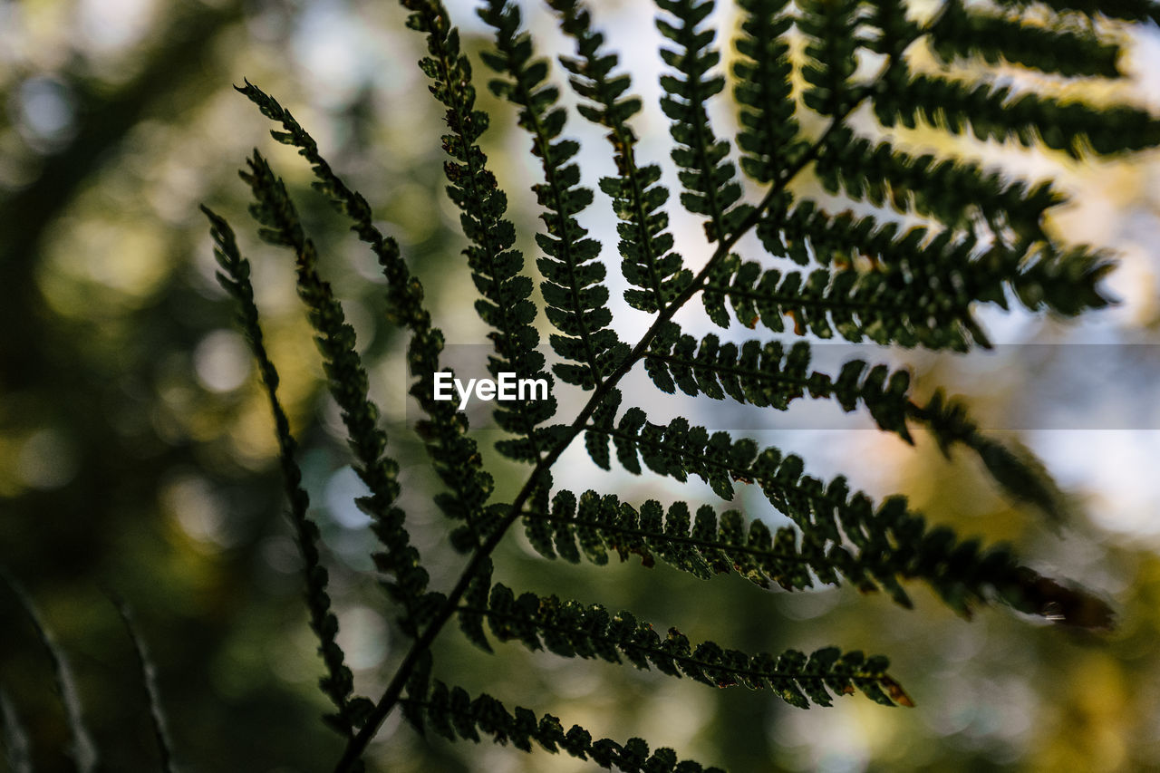 Fern in nature