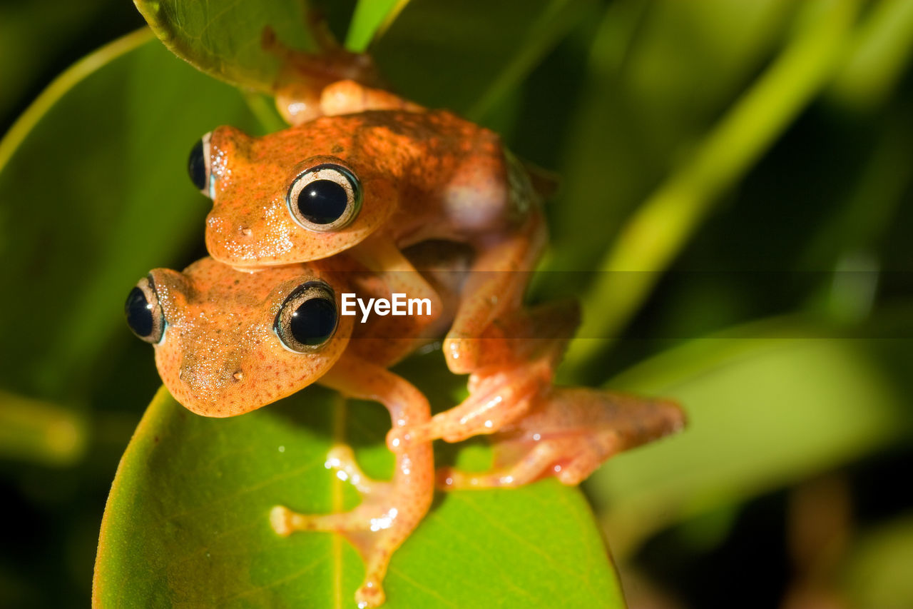 Mating of the boophis frogs, madagasvar