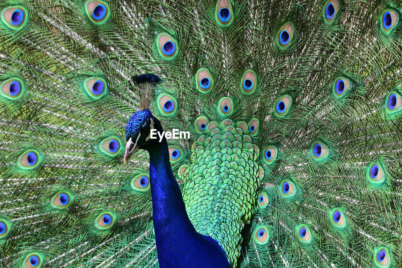 Close up portrait of a peacock fanning out it's tail feathers