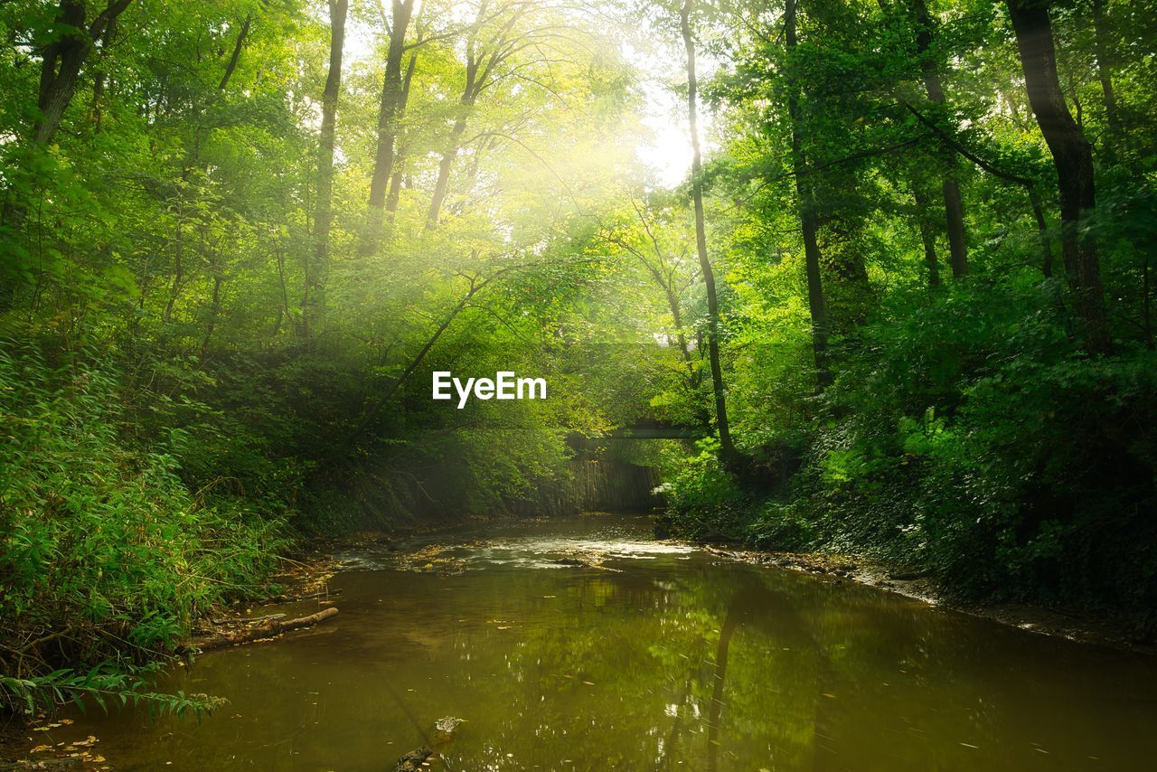 SCENIC VIEW OF FOREST AGAINST TREES