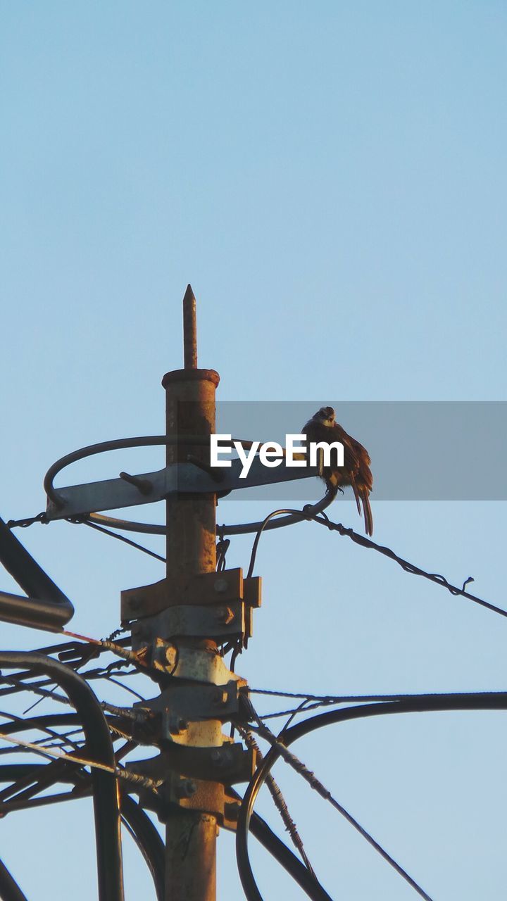 Low angle view of bird on pole against clear sky