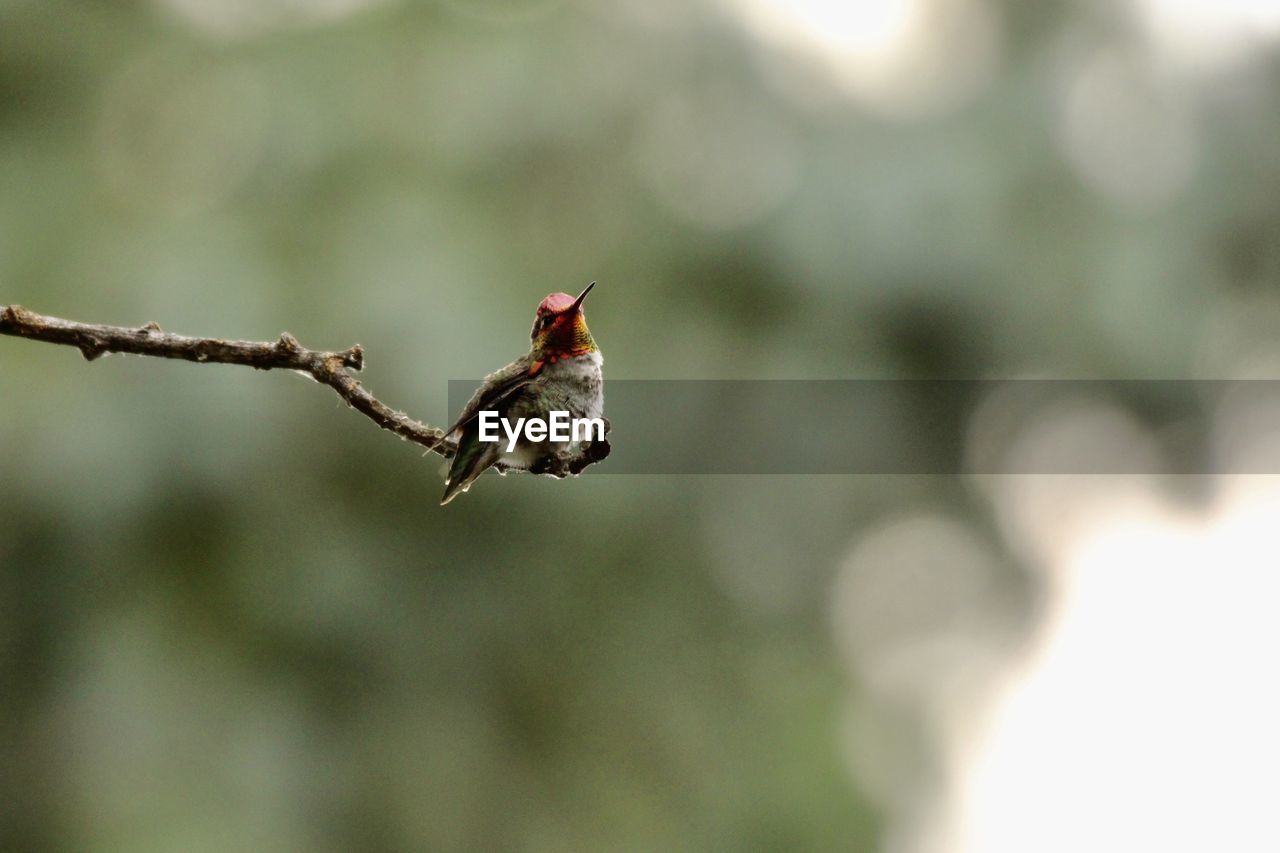 CLOSE-UP OF BIRD PERCHING ON PLANT