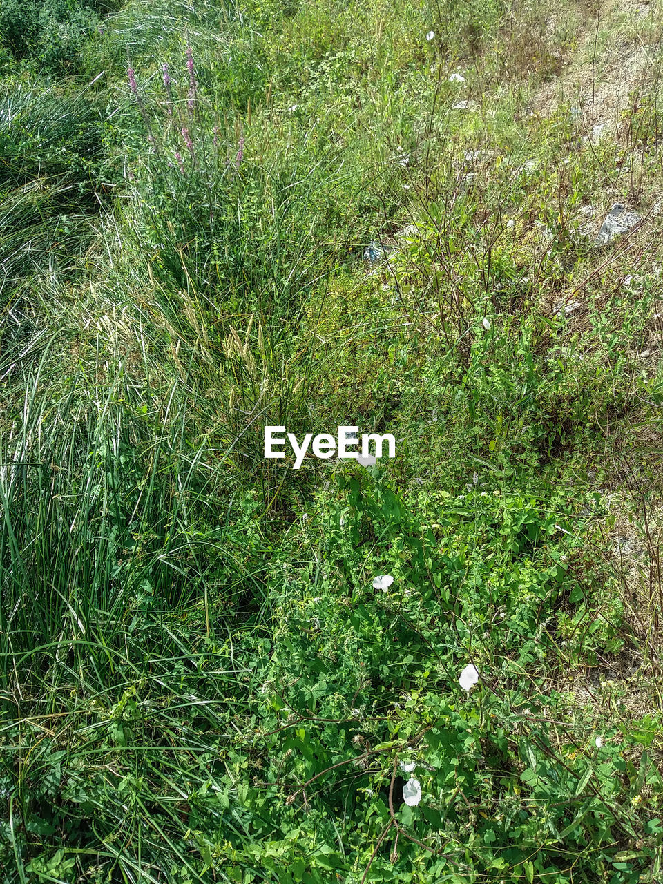 HIGH ANGLE VIEW OF PLANTS GROWING ON LAND