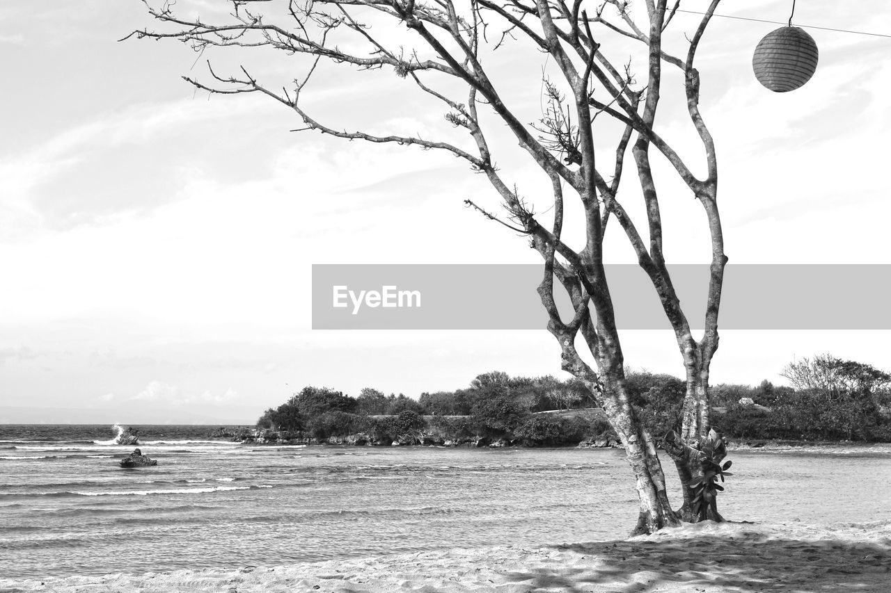 BARE TREES ON FIELD AGAINST SKY