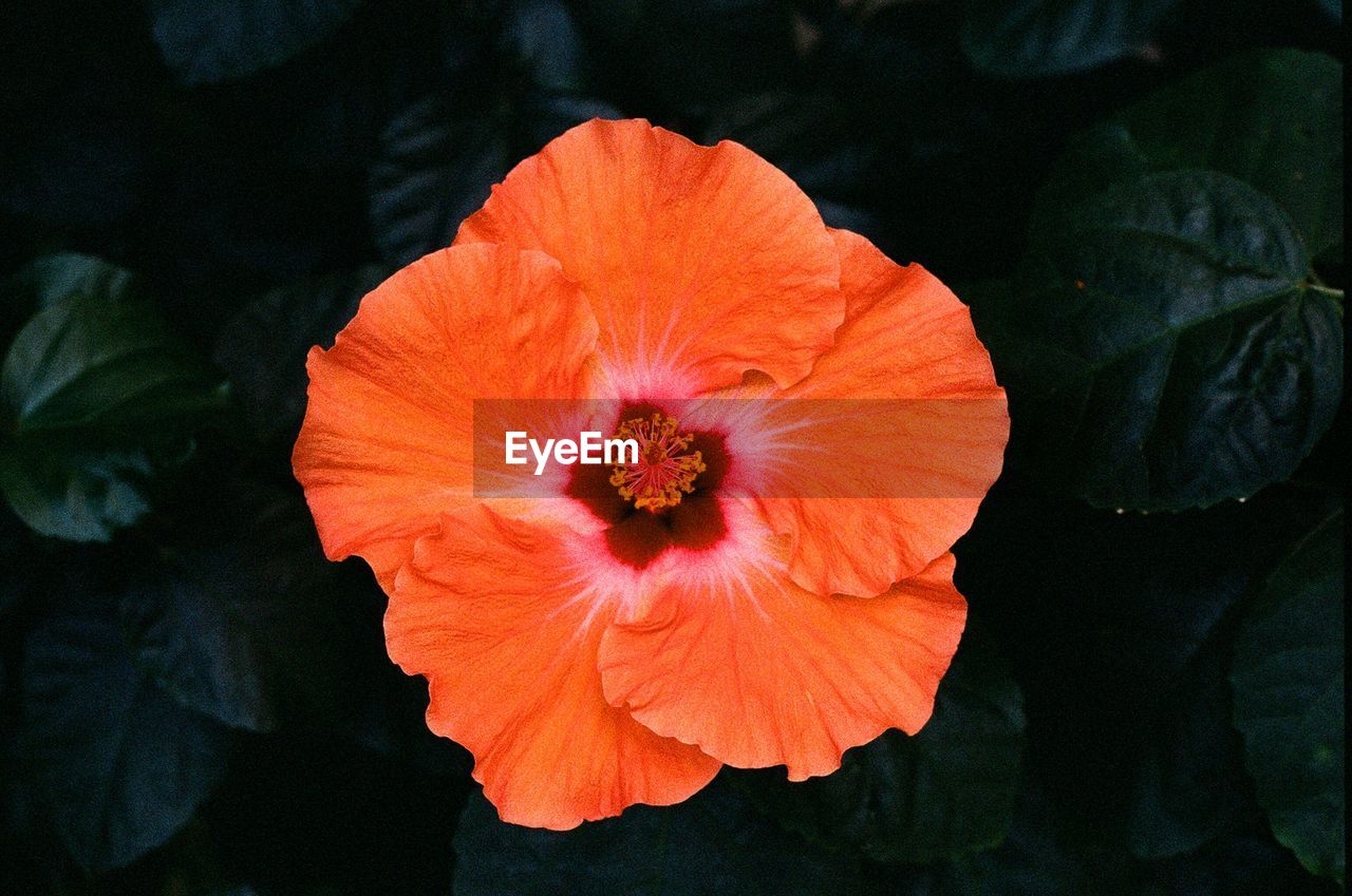 Close-up of orange flower blooming outdoors