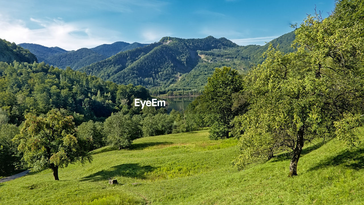 SCENIC VIEW OF TREES GROWING ON FIELD BY MOUNTAINS AGAINST SKY