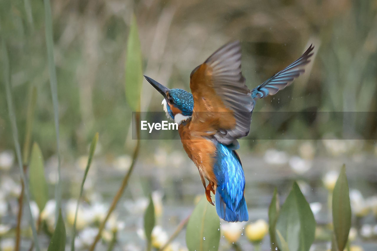 CLOSE-UP OF HUMMINGBIRD