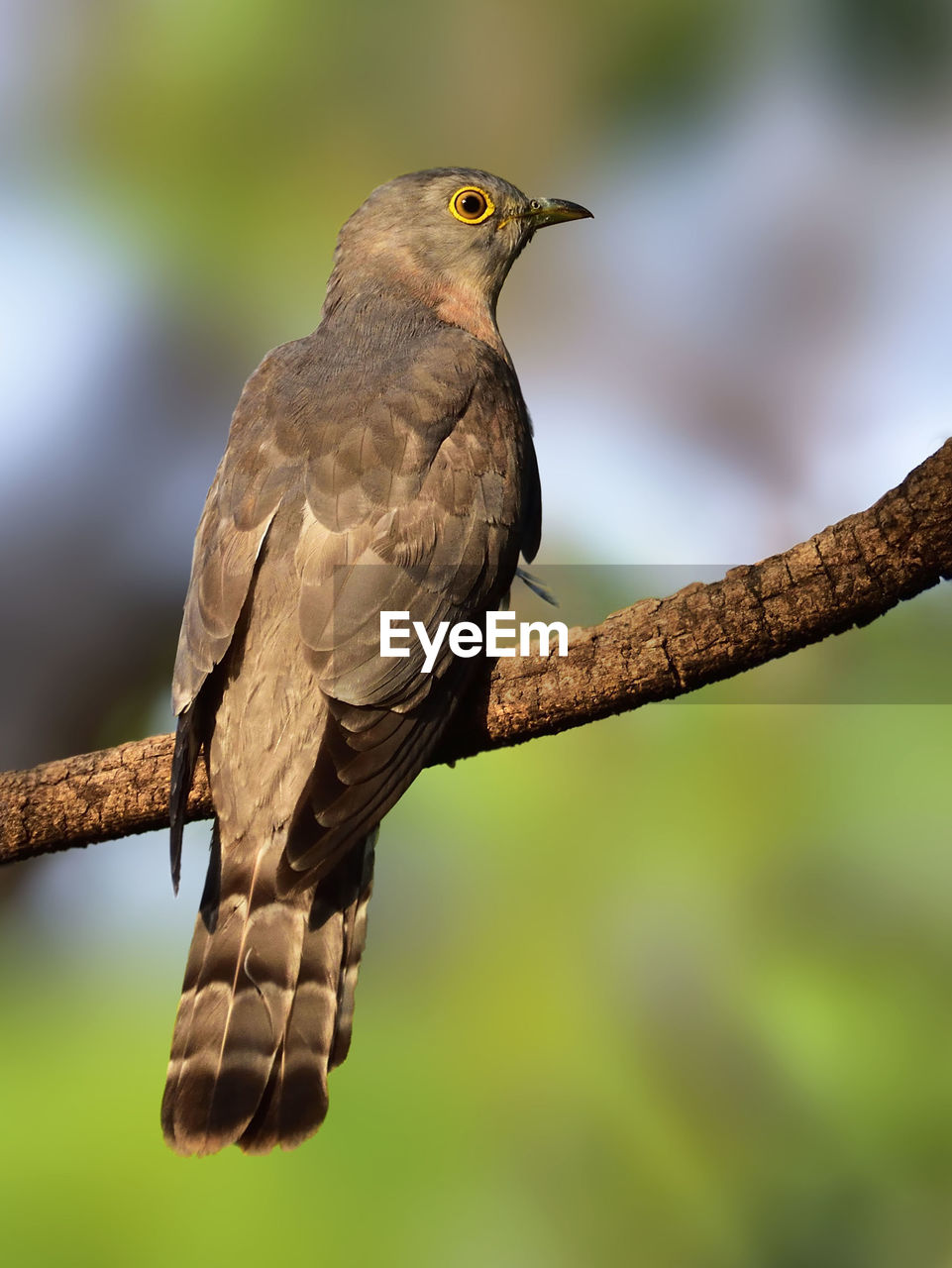 CLOSE-UP OF BIRD PERCHING ON A BRANCH