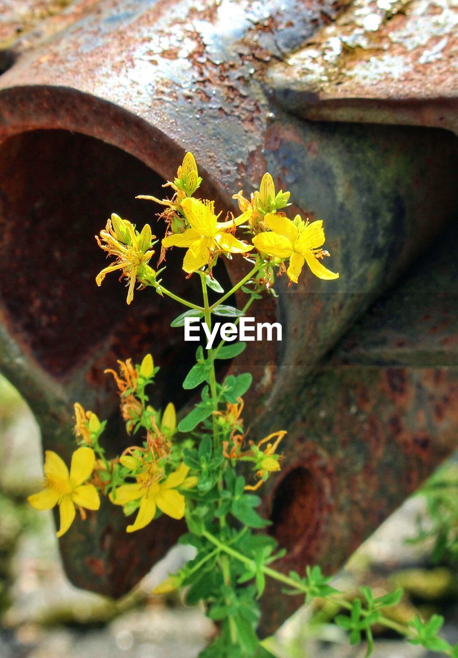 Flowers growing against rusty metal