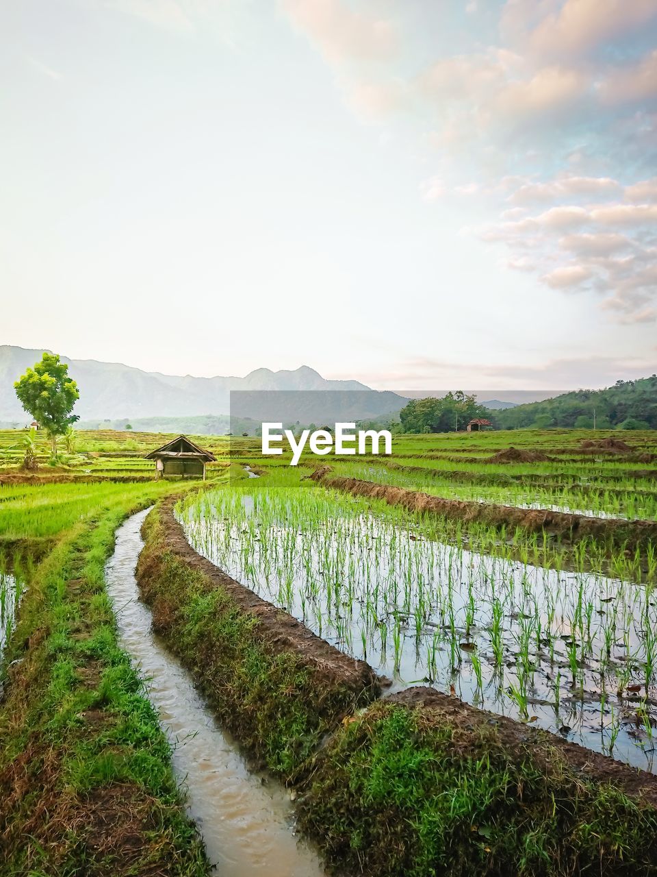 The morning light shines on the rice fields, indonesian kuningan west java