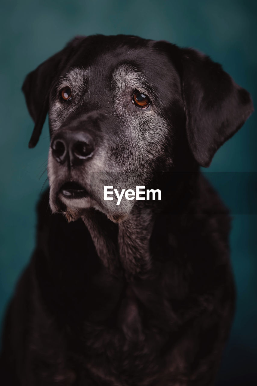 Close-up portrait of a dog