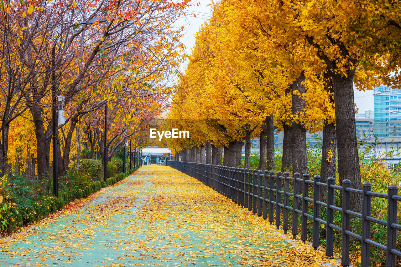 AUTUMN TREES IN PARK