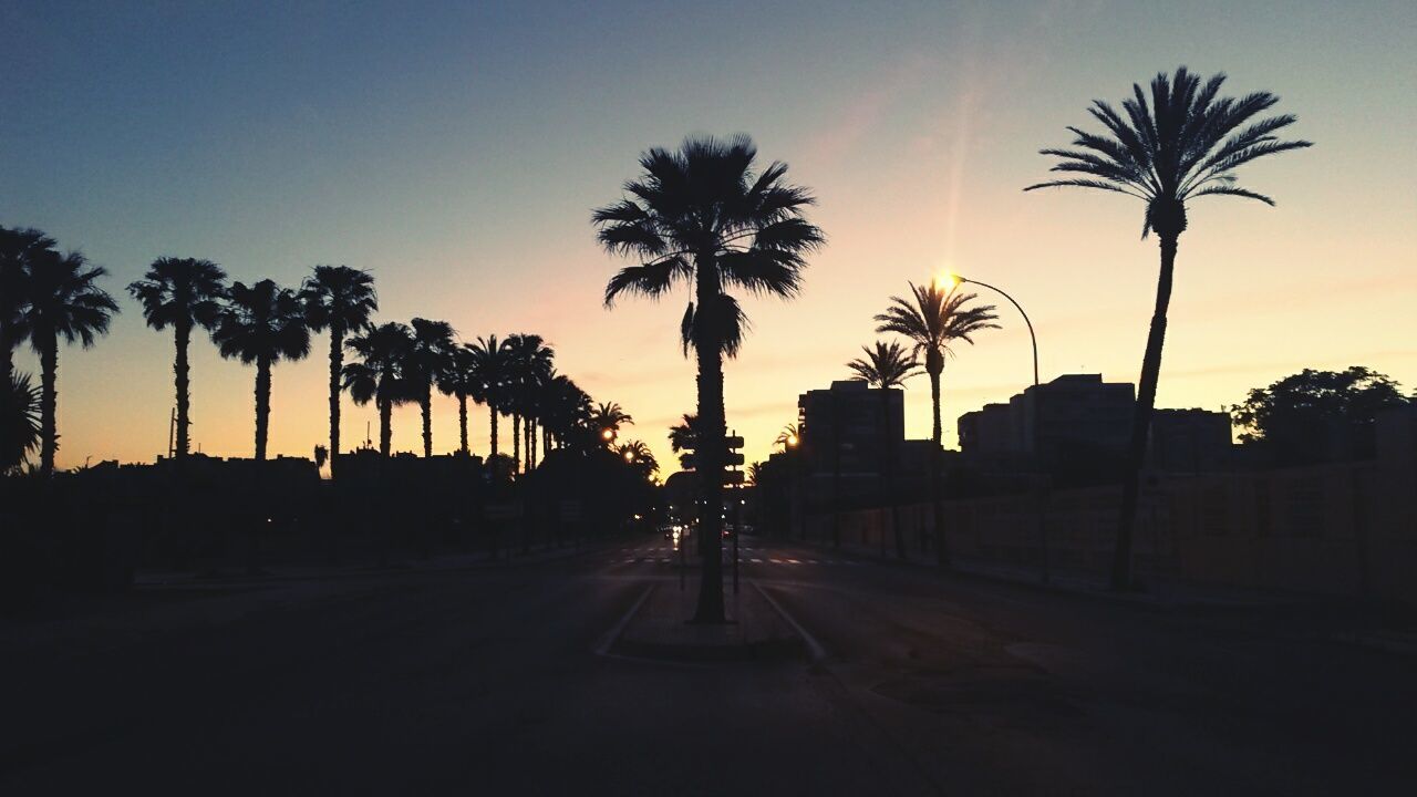 PALM TREES AT SUNSET
